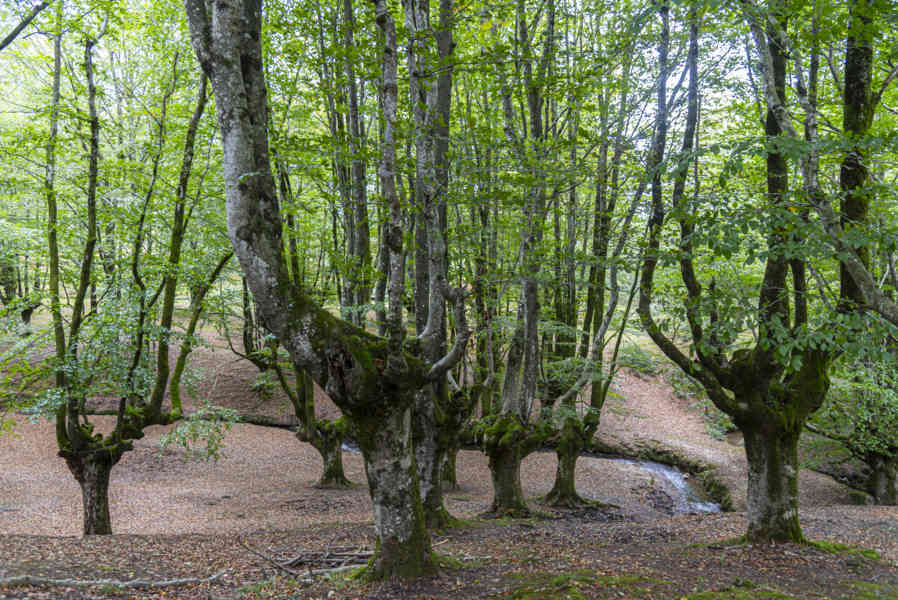 Vizcaya - parque natural del Gorbea 06 - hayedo de Otxarreta.jpg
